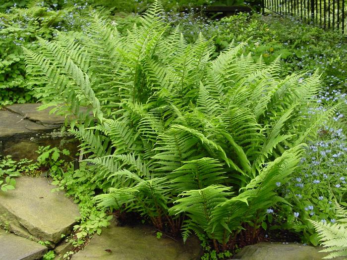 Lady Fern (Athyrium filix-femina)