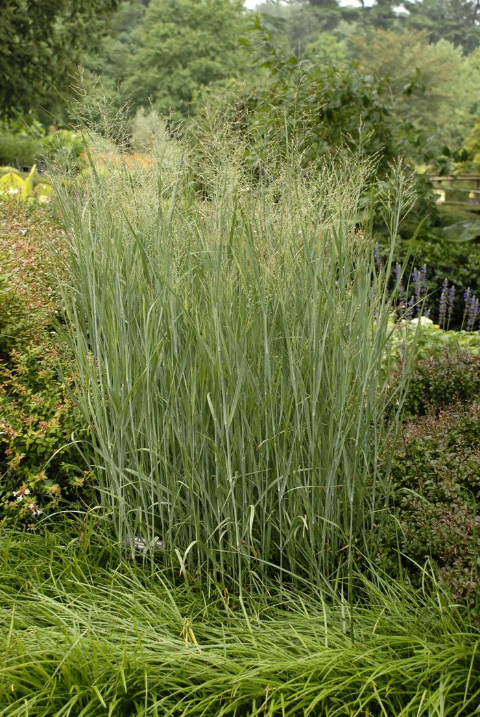 Panicum virgatum 'Heavy Metal' (Blue Switchgrass)