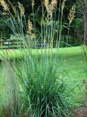 Indian grass (Sorghastrum nutans)