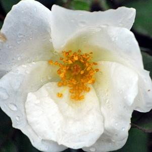 White Knock Out®Rose