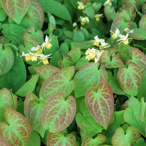 Epimedium versicolor 'Sulphureum' (Barrenwort)