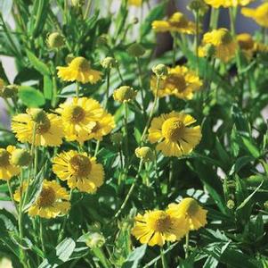 Helenium autumnale Mariachi ™'Sombrero' (Helen's Flower, Sneezeweed)