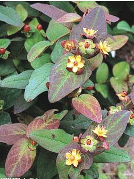 Hypericum androsaemum 'Albury Purple' (St. John's Wort)