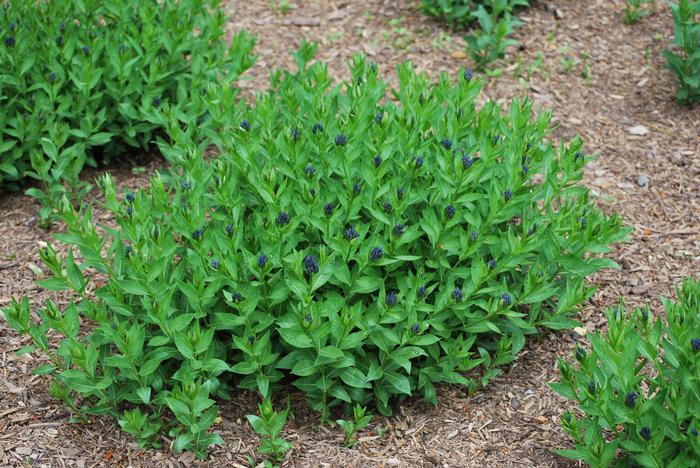 Amsonia x 'Blue Ice' (Bluestar) perennial