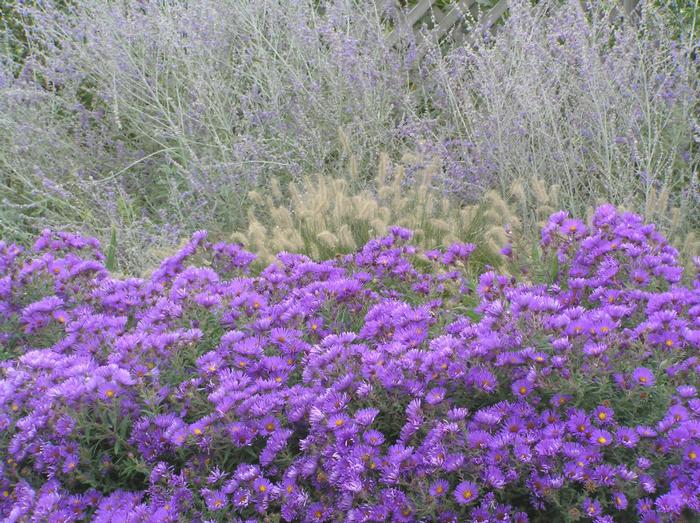 Aster novae-angliae 'Purple Dome' (New England Aster) perennial, purple flowers