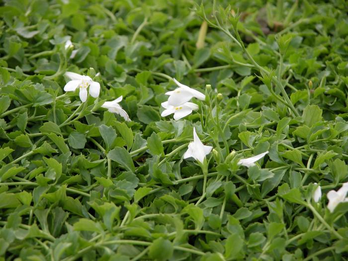 Creeping White Mazus (Mazus reptans 'Albus'), white flowers