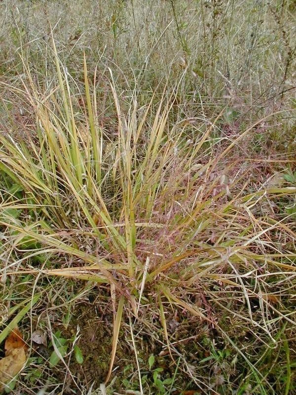 Purple Love Grass (Eragrostis spectabilis)