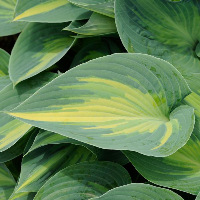 Hosta x 'June' (Plantain Lily)