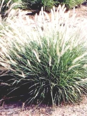 Oriental Fountain Grass (Pennisetum orientale)