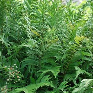 Dixie Wood Fern (Dryopteris x australis)