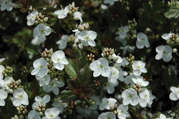 Veronica x 'Whitewater' (Speedwell)