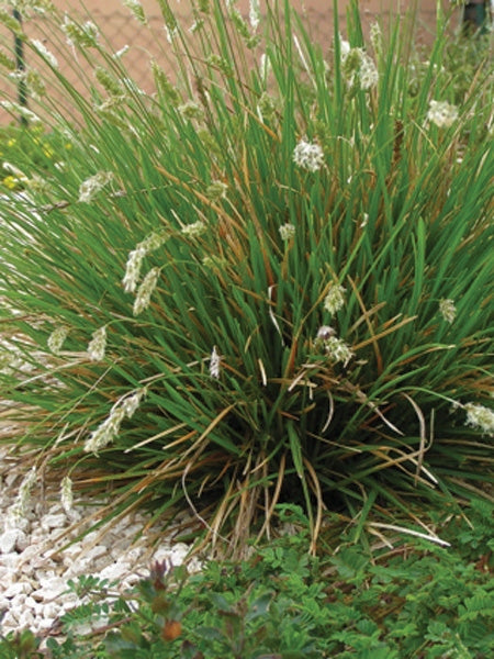 Autumn Moor Grass (Seslaria autumnalis), green grass