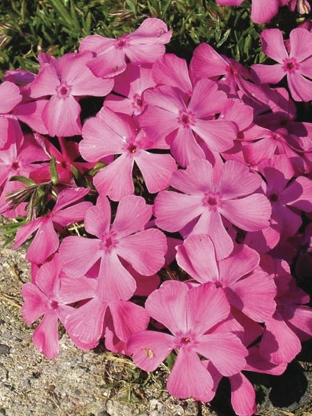 Phlox subulata 'Drummond's Pink' (Moss Pinks)