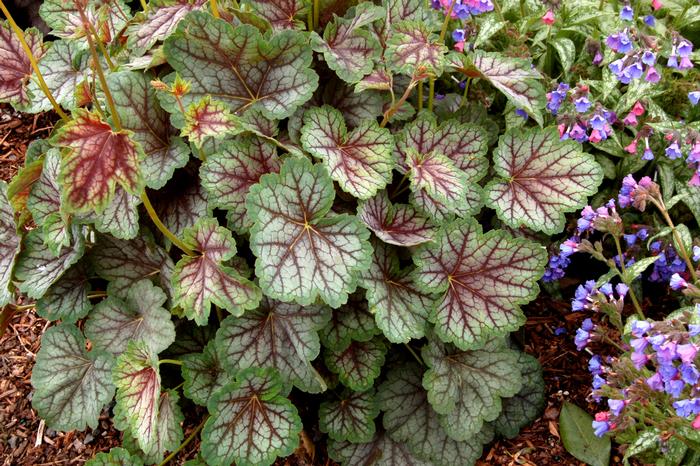 Heuchera americana 'Green Spice' (Coral Bells)