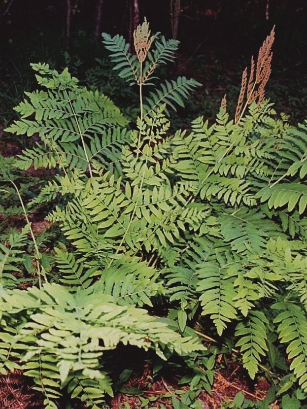 Royal Fern (Osmunda regalis)