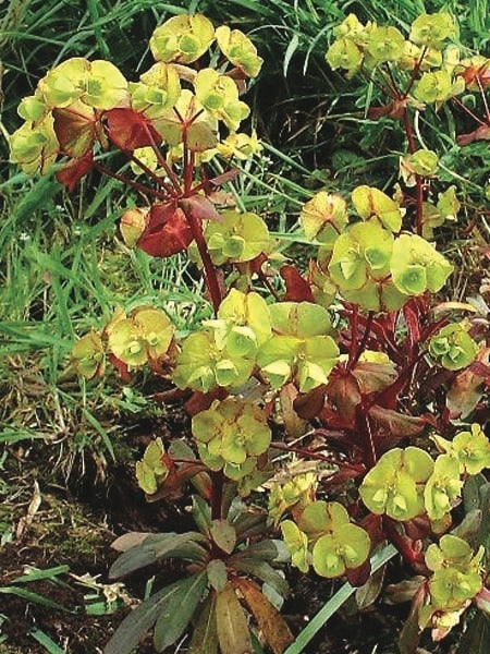 Robb's Spurge (Euphorbia amygdaloides var. robbiae)