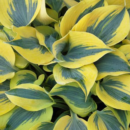 Hosta x Shadowland® 'Autumn Frost' (Plantain Lily)