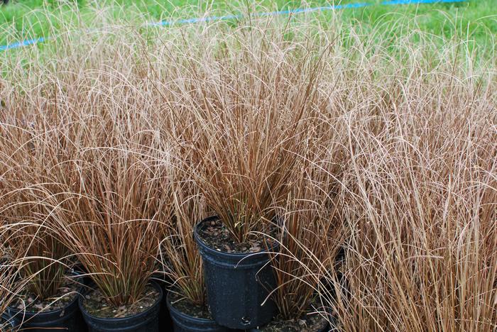 ColorGrass® Leather Leaf Sedge (Carex buchananii 'Red Rooster')