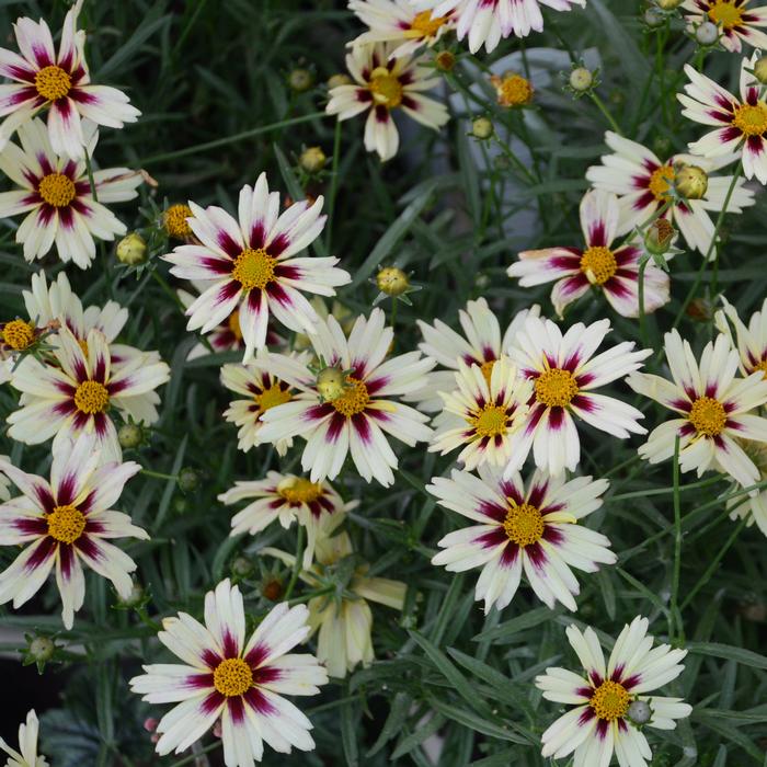 Coreopsis x L'il Bang™ 'Starlight' (Tickseed), white flowers