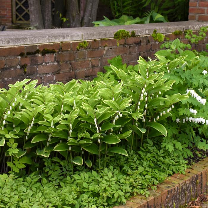 Variegated Solomon's Seal (Polygonatum odoratum 'Variegatum')