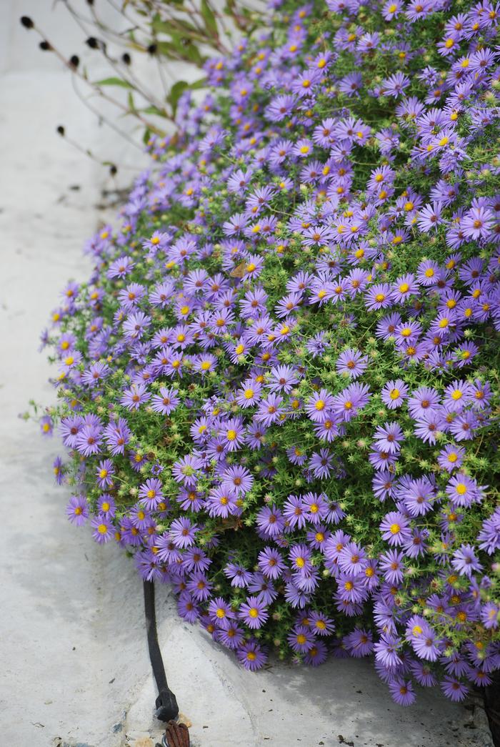 Aromatic Aster (Aster oblongifolius 'October Skies') perennial, purple flowers