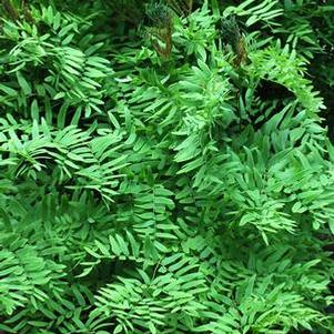 Royal Fern (Osmunda regalis)