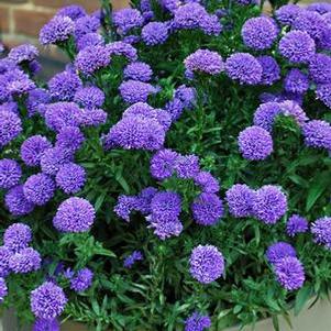New York Aster (Aster Showmakers® 'Blue Bayou')