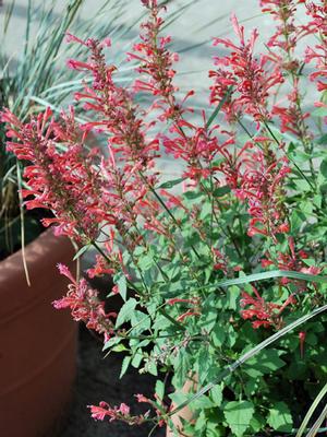 Agastache x Kudos™ Coral (Dwarf Hummingbird Mint) perennial