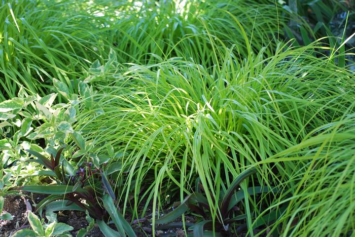 Carex oshimensis Evercolor® Everillo (Sedge)