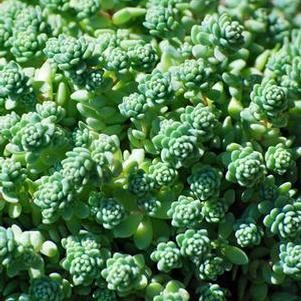 Sedum dasyphyllum 'Major' (Stonecrop)