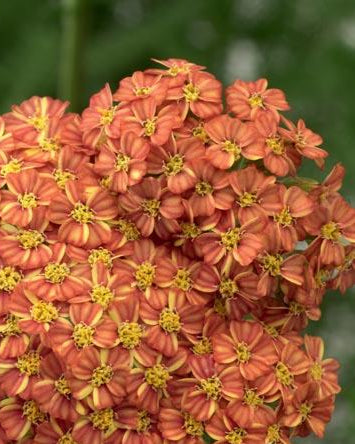 Achillea millefolium Desert Eve™Terracotta (Yarrow) perennial