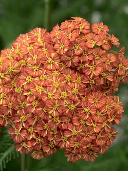 Achillea millefolium Desert Eve™Terracotta (Yarrow) perennial