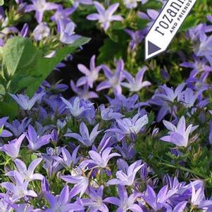 Serbian Bellflower (Campanula poscharskyana 'Blue Waterfall')