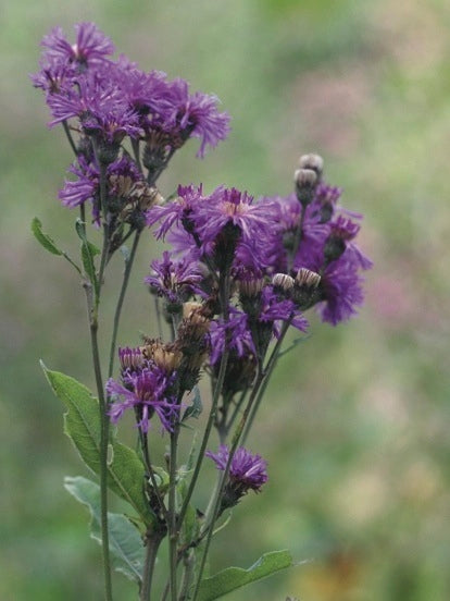 New York Ironweed (Vernonia noveboracensis)