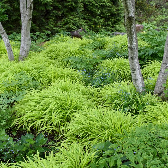 Hakonechloa macra 'All Gold' (Japanese Forest Grass)