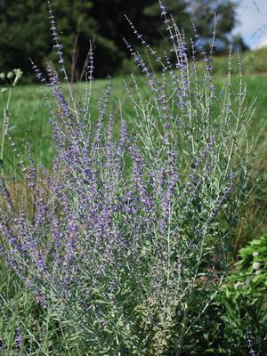 Dwarf Russian Sage (Perovskia atriplicifolia 'Little Spire')