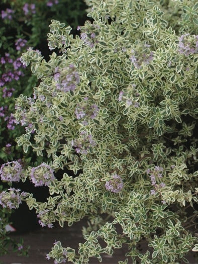 Variegated English Thyme (Thymus vulgaris 'Silver Posie')