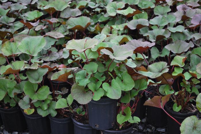 Ligularia dentata 'Desdemona' (Ligularia)