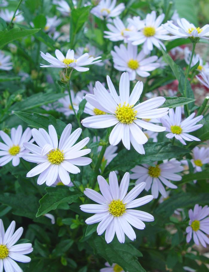 False Aster (Kalimeris incisa 'Blue Star')