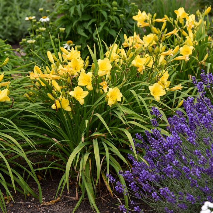 Hemerocallis 'Happy Returns' (Daylily)