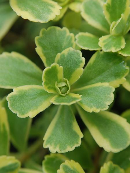 Sedum kamtschaticum var. ellacombianum 'Cutting Edge' (Varigated Stonecrop)