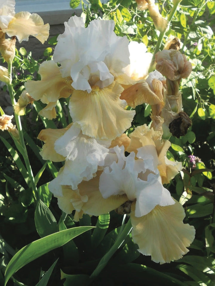Iris germanica 'Champagne Elegance' (Tall Bearded Iris)