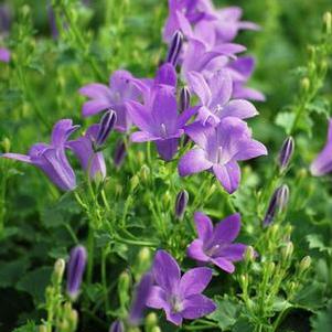 Bellflower (Campanula x 'Birch Hybrid'), purple flowers