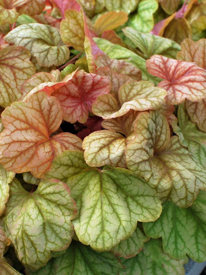 Heuchera x 'Champagne' (Coral Bells)