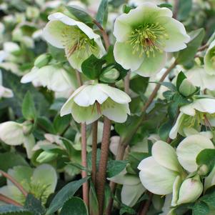 Helleborus x Frostkiss® Molly's White (Lenten Rose)