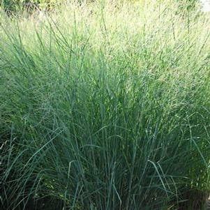 Panicum virgatum 'Cloud Nine' (Blue Switchgrass)