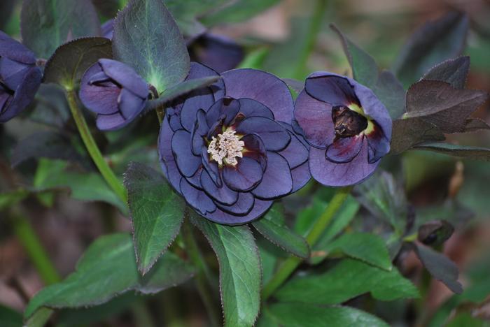 Helleborus x hybridus Winter Jewels® 'Onyx Odyssey'