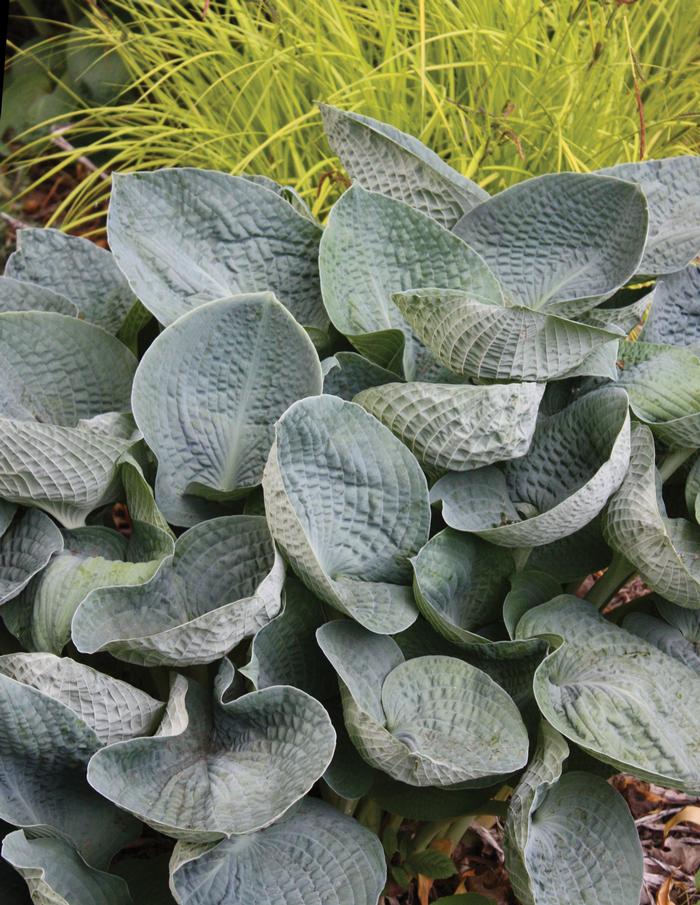 Hosta x 'Big Daddy' (Plantain Lily)