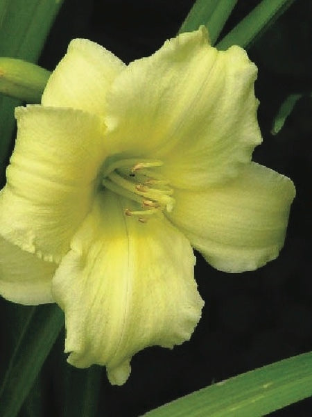 Hemerocallis 'Gail's Fragrant Treasure' (Daylily)