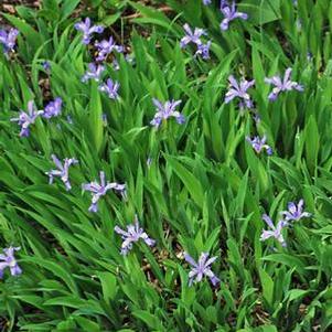 Iris cristata (Dwarf Crested Iris)